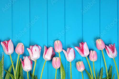 Tulips on a blue background