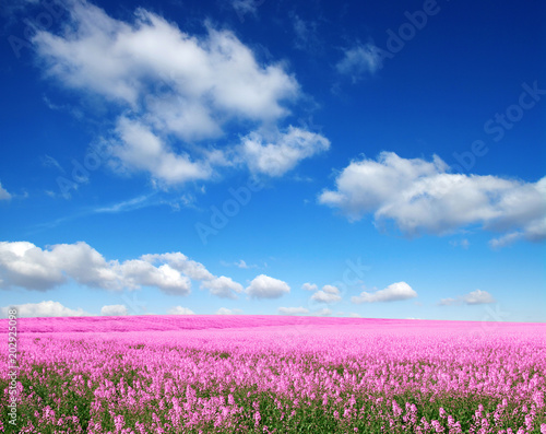 Spring flower field