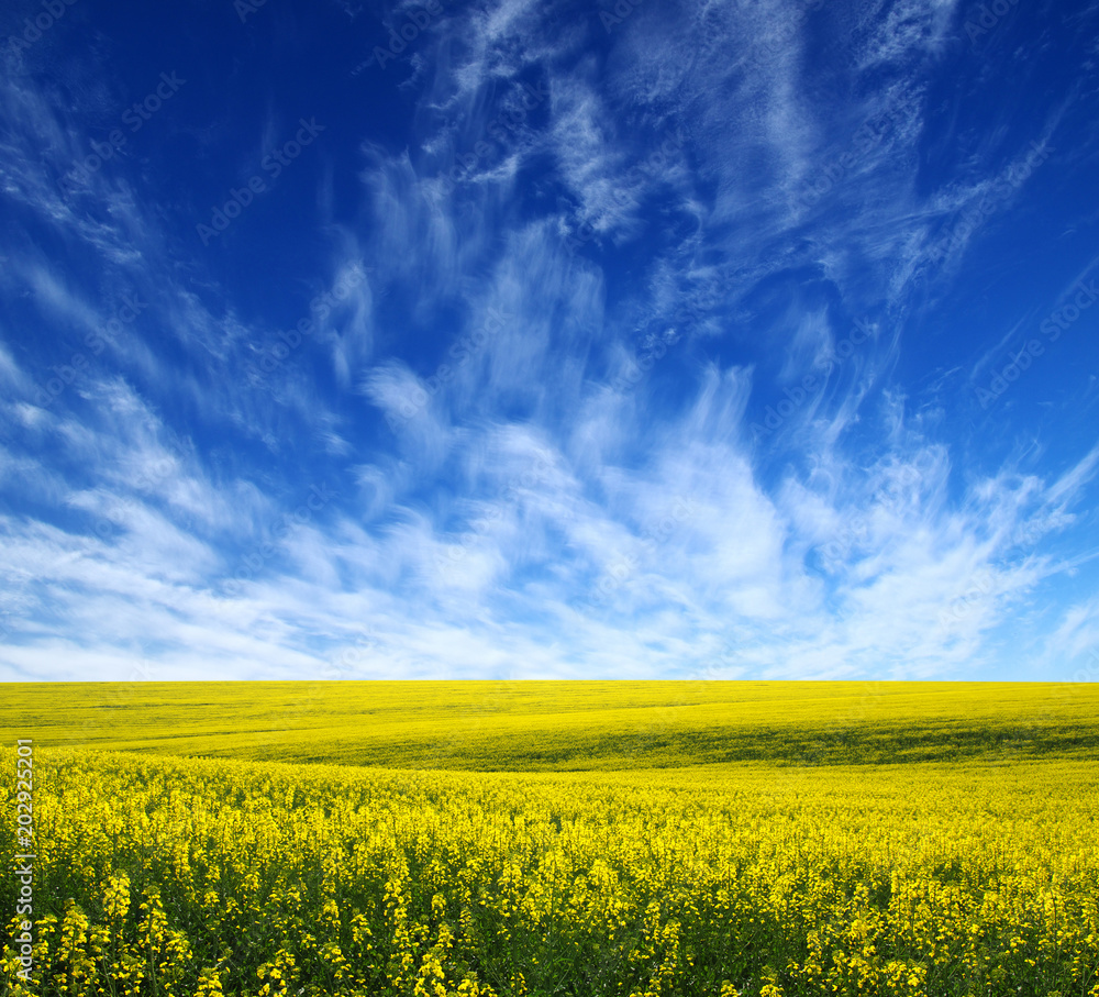 Obraz premium golden field on sky