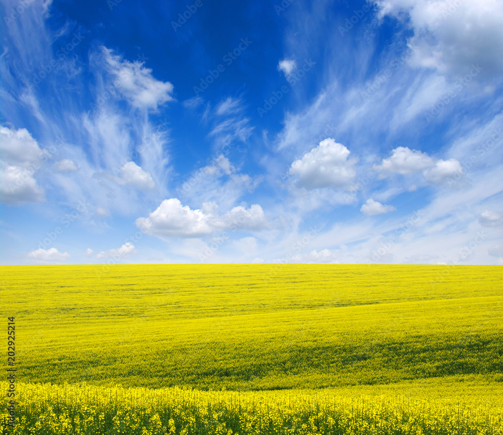 golden field on sky golden field on sky