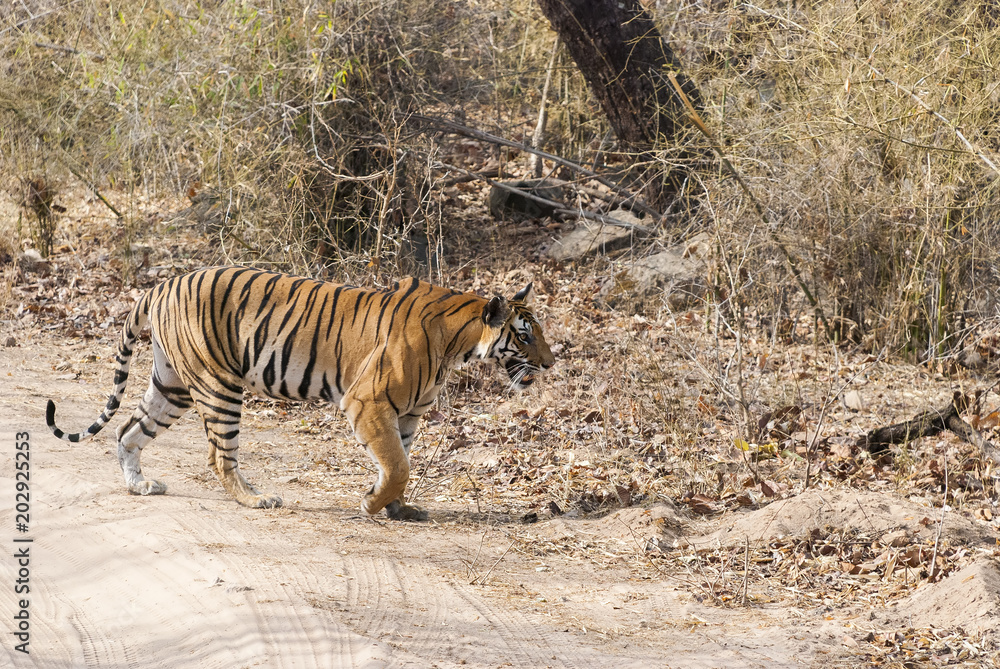 A tigress walking across safari track inside bandhavgarh tiger reserve during hot summer day A tigress walking across safari track inside bandhavgarh tiger reserve during hot summer day