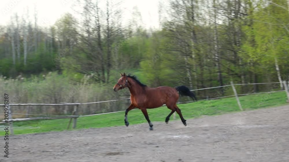 Strong horse is galloping on the meadow in evening