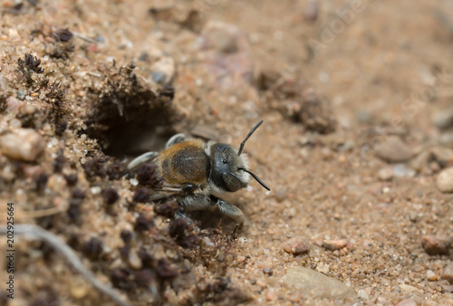 Trachusa byssina digging in the entrance of her nest