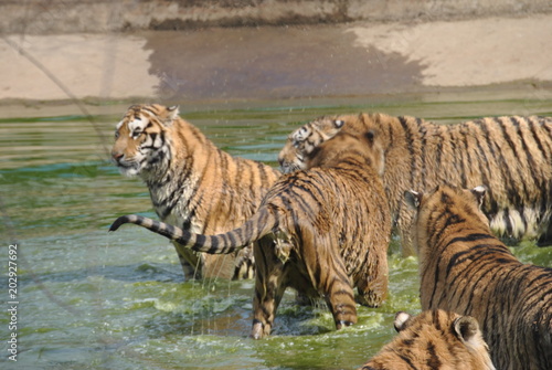Fototapeta Naklejka Na Ścianę i Meble -  Tigers in Harbin, China