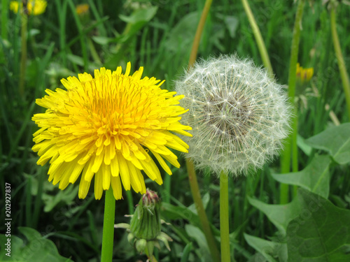 A close-up of dandelions  TTaraxacum  in both its forms - with yellow petals and white fluff.