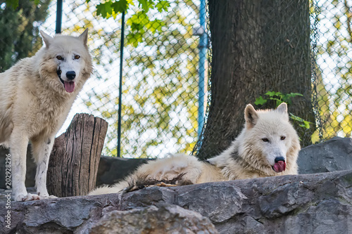 Fototapeta kuchenna Arctic Wolf in captivity 