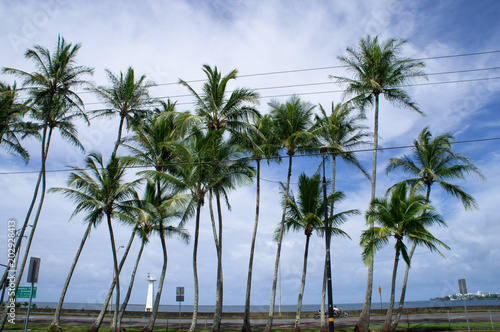 ハワイ島ヒロのヤシの木 © KEIKOLovesNature