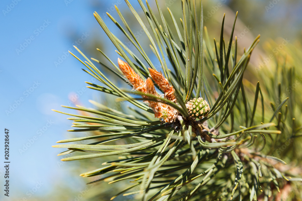 Close-up of pine branch. Softwood pine cone. Close-up of pine branch. Softwood pine cone.
