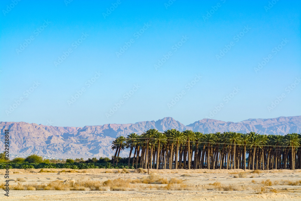 Plantation of Phoenix dactylifera, commonly known as date or date palm trees in Arava desert, Israel, cultivation of sweet delicious Medjool date fruits, view on Jordan mountains