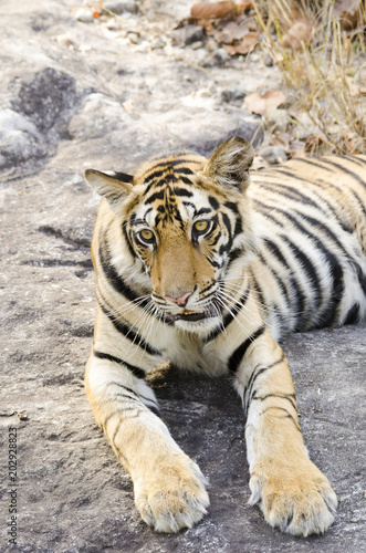 tiger cub relaxing inside bandhavgarh national park on a hot summer day