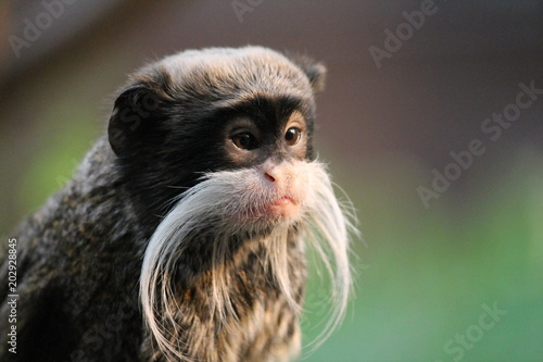 Emperor Tamarin monkey on branch white mustache