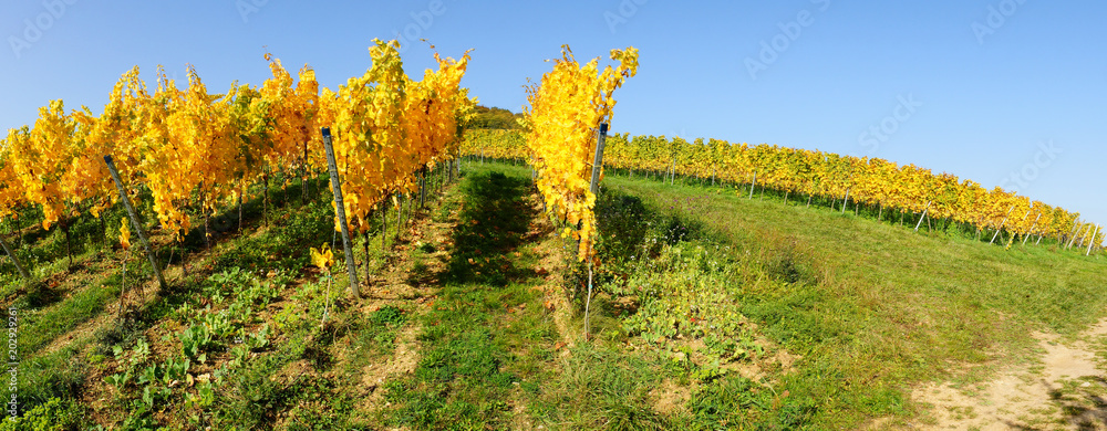gelber Weinberg im Herbst in der Pfalz Panorama
