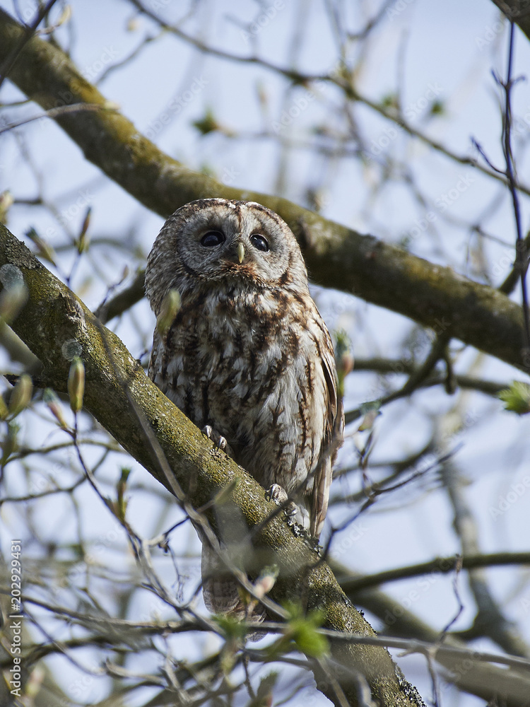 Fotografie Tawny owl (Strix aluco)