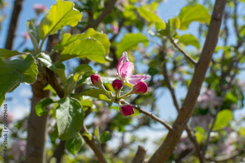 Beautiful pink apple tree blossom, springtime in kibbutz orchard Negev desert, Israel in February Beautiful pink apple tree blossom, springtime in kibbutz orchard Negev desert, Israel in February