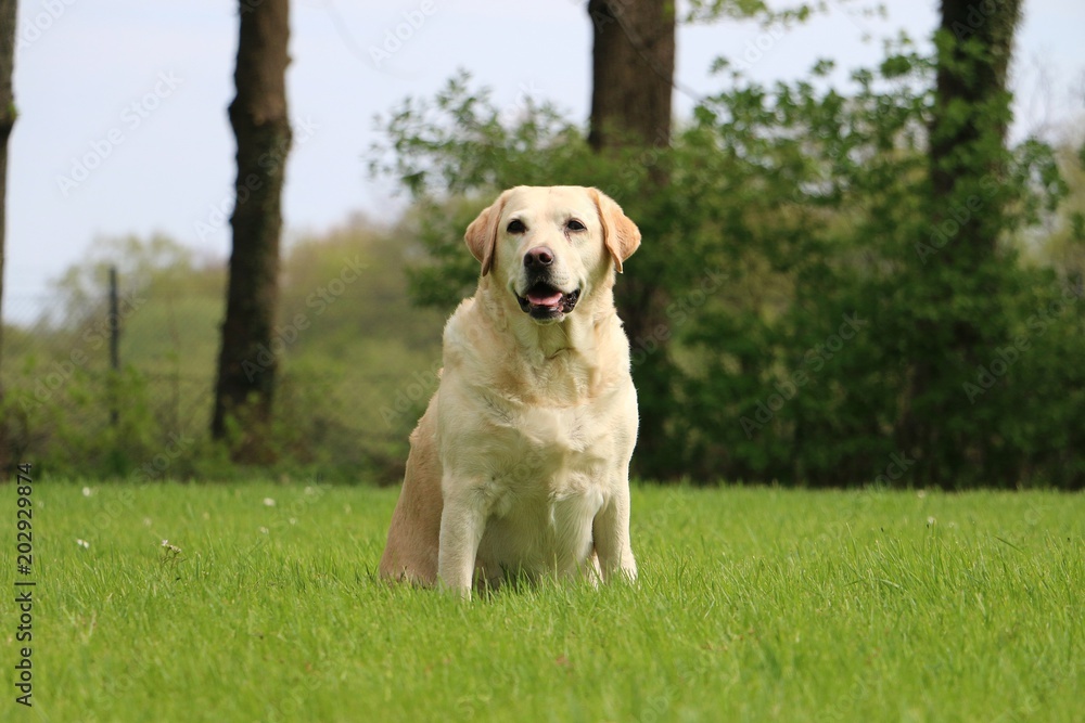 beautiful labrador is sitting in the garden
