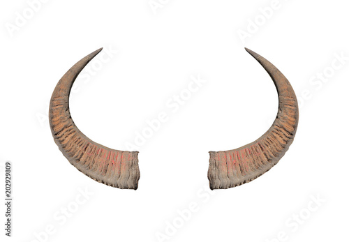 Buffalo horns on white background texture photo