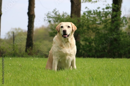 beautiful labrador is sitting in the garden