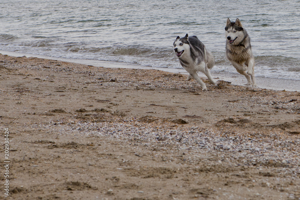Couple of husky dogs playing on seaside Couple of husky dogs playing on seaside