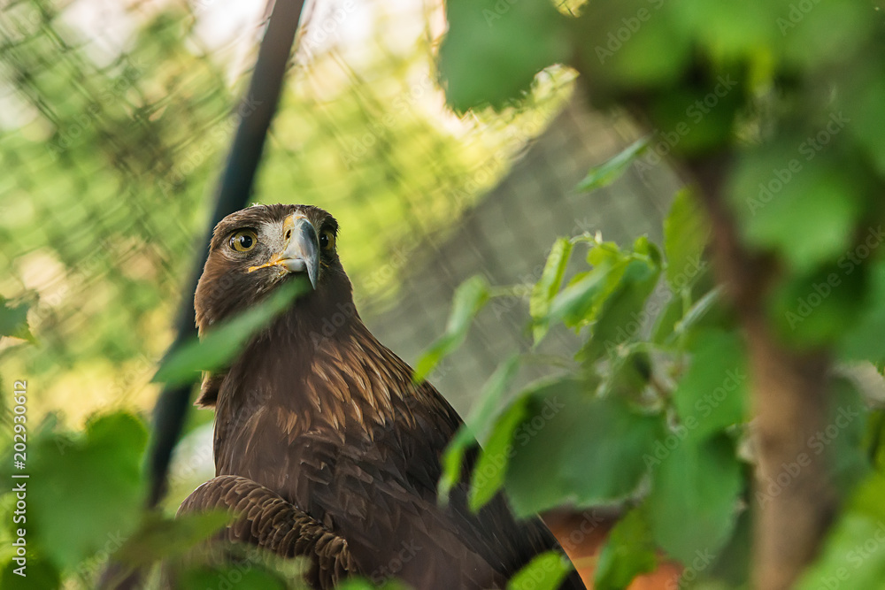 Naklejka premium Golden eagle in captivity