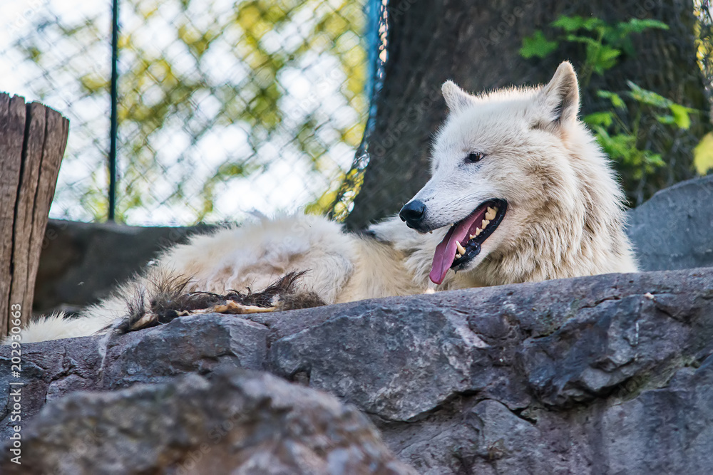Naklejka premium Arctic Wolf in captivity