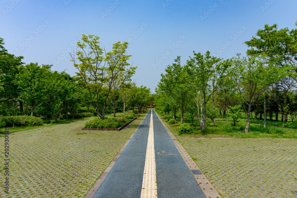 Jeju Road View