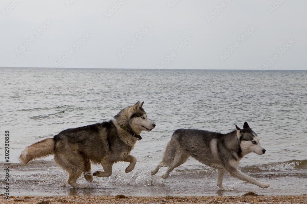 Couple of husky dogs playing on seaside