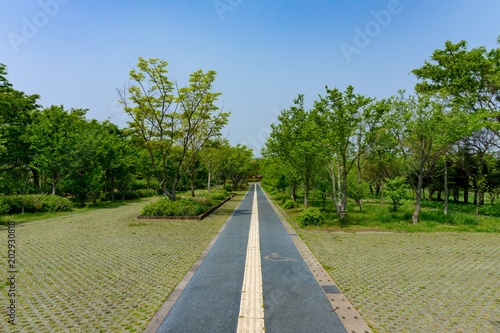 Jeju Road View