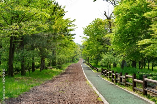 Jeju Road View