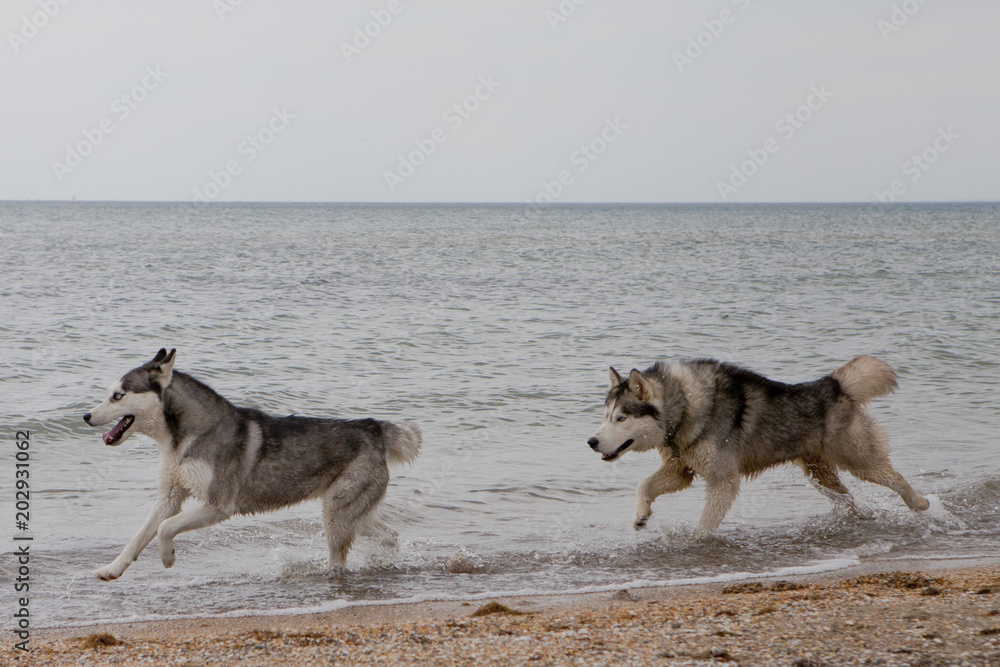 Couple of husky dogs playing on seaside Couple of husky dogs playing on seaside