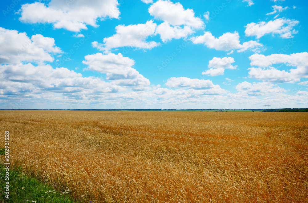 Wheat ears sunny day under blue sky