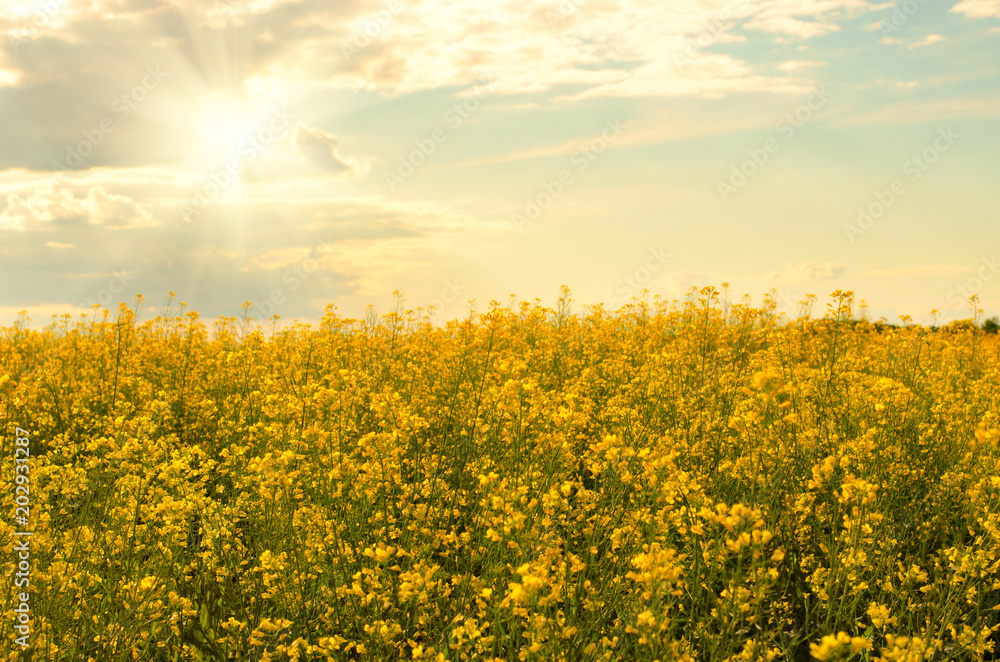 Bright yellow canola field under blue sky summer day Bright yellow canola field under blue sky summer day