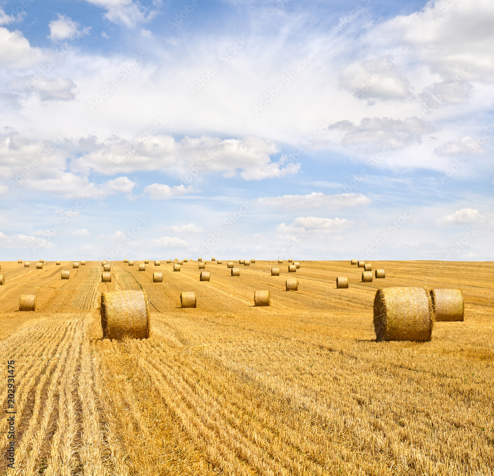 Field with straw bales after harvest on a background cloudy sky