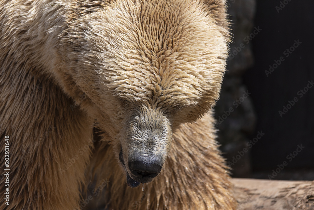 Obraz premium White bear in the zoo