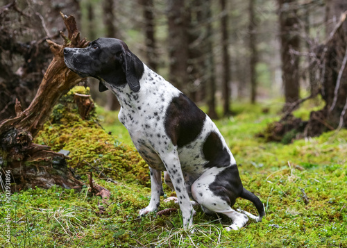 Dog english pointer sitting in the wild forest 