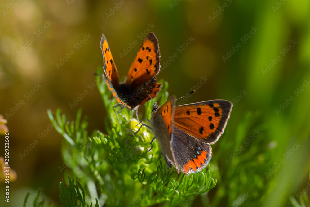 Obraz premium lycaena phlaeas