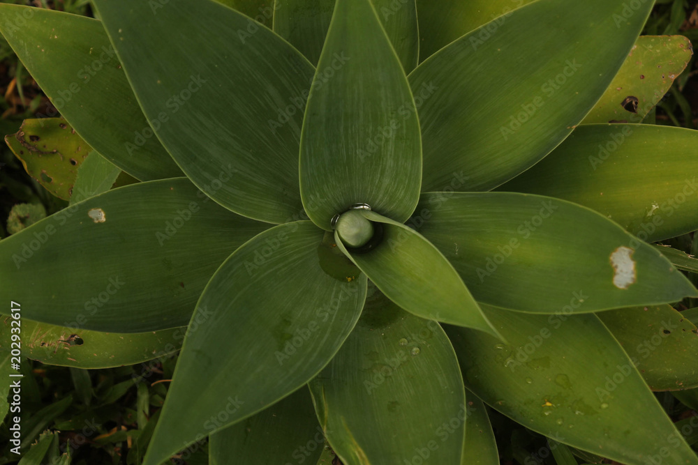 Beautiful leaves. This photograph was taken in Gramado, Rio Grande do Sul, Brazil. December 24, 2016. Beautiful leaves. This photograph was taken in Gramado, Rio Grande do Sul, Brazil. December 24, 2016.