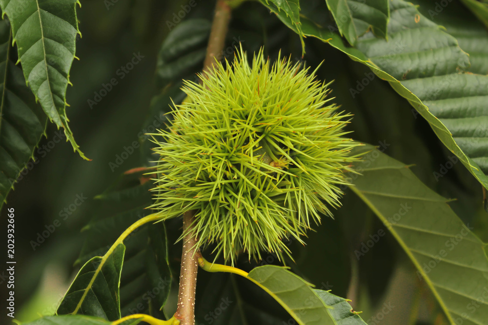 Exotic wild flower. This photograph was taken in Gramado, Rio Grande do Sul, Brazil. December 24, 2016. Exotic wild flower. This photograph was taken in Gramado, Rio Grande do Sul, Brazil. December 24, 2016.