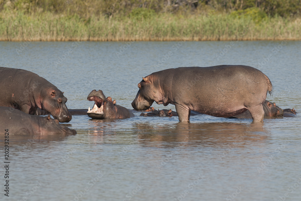 Playing Hippopotamus , Kruger National Park , Africa Playing Hippopotamus , Kruger National Park , Africa