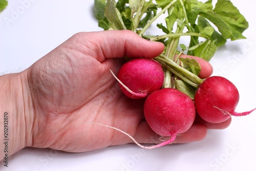 Pecok red radishes with tops in hand photo