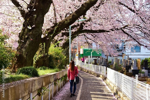 Wallpaper Mural Somei Reien Cemetery and cherry blossom, Tokyo, Japan  Torontodigital.ca