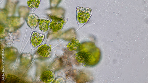 Vorticella (organism) in waste water under the microscope. photo
