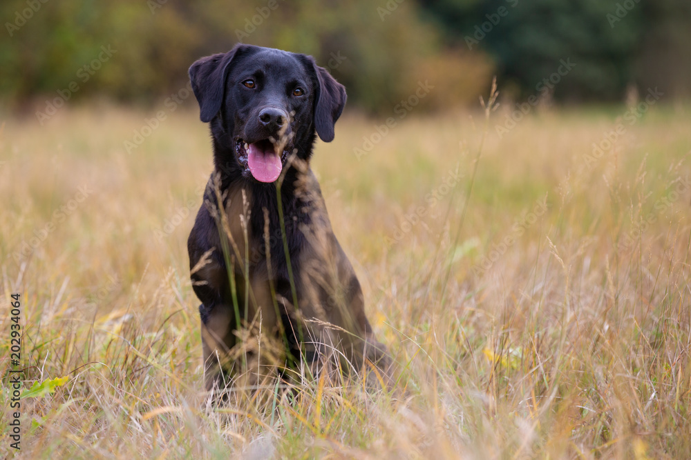 Black labrador retriever sitting on the autumn meadow Black labrador retriever sitting on the autumn meadow