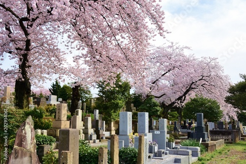 Somei Reien Cemetery and cherry blossom, Tokyo, Japan  photo