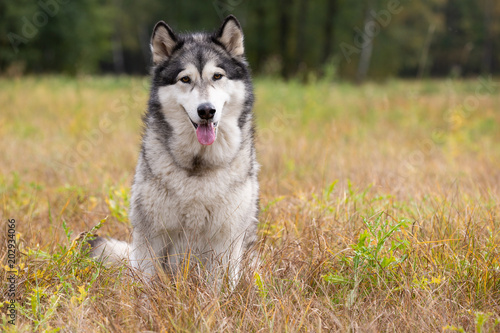 Bild auf Leinwand Dog breed Alaskan Malamute sitting on autumn meadow