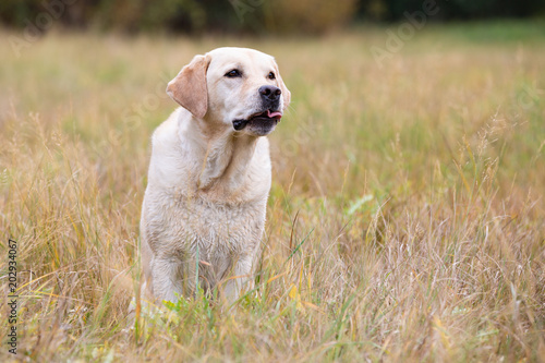 Bright labrador retriever sitting on the autumn meadow