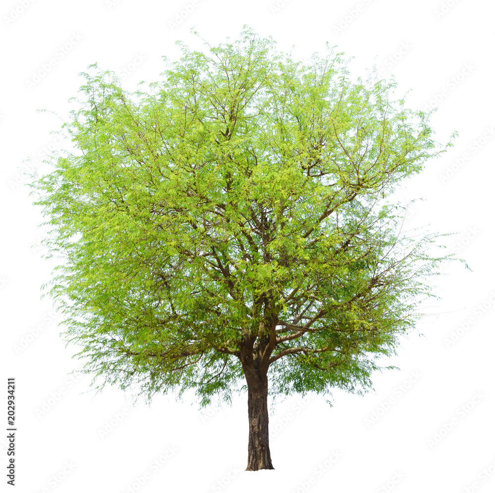 Tree tamarind isolated on white background.