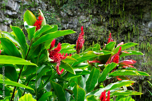 カウアイ島シダの洞窟前に生えるジンジャーの花