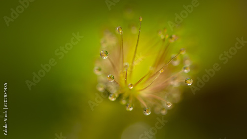 Drosera
