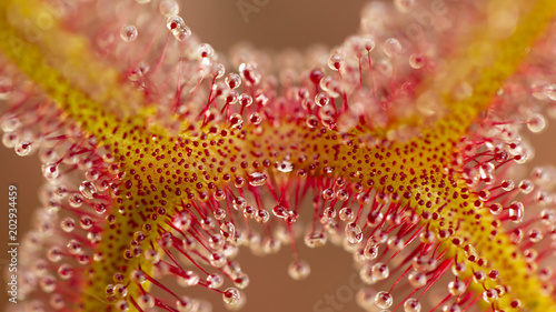 Drosera