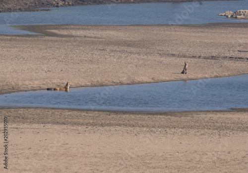 A group of wild dogs sitting inside pench national park on a wildlife safari